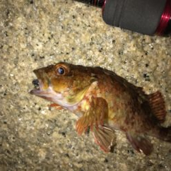 メバリングのつもりがガシリング