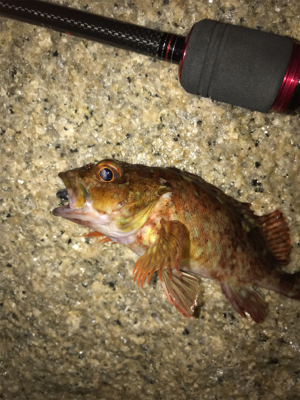 メバリングのつもりがガシリング