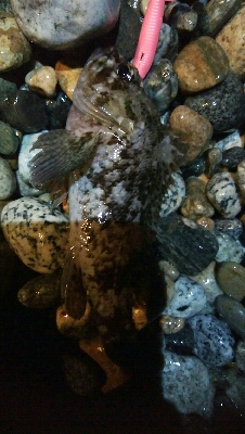 カサゴ2匹　めざせ！200pt！！