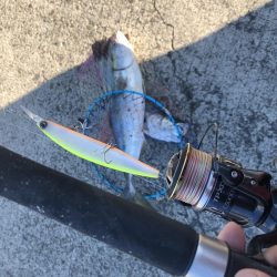 83㎝のブリとシーバス!