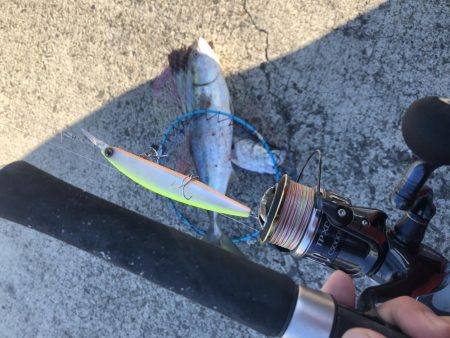 83㎝のブリとシーバス!