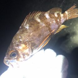 友達メバリング