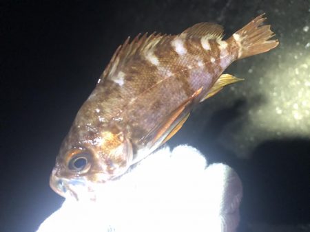 友達メバリング