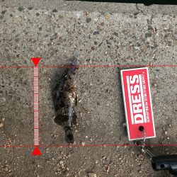 神戸ランガンライトゲーム2月3日リールもまく