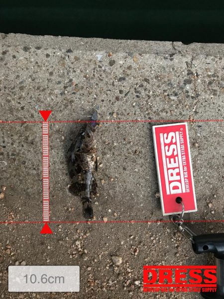 神戸ランガンライトゲーム2月3日リールもまく