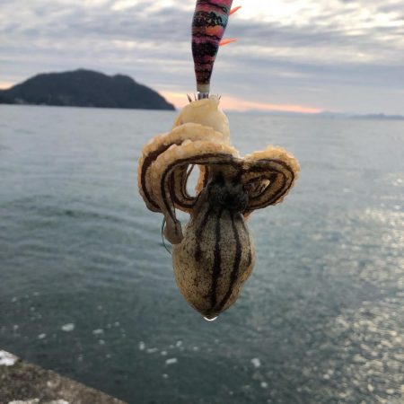 ヤリイカ釣れます☆