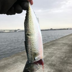 エビでサバを釣る@西宮ケーソン