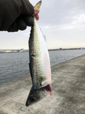 エビでサバを釣る@西宮ケーソン