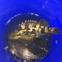 メバリング楽しい