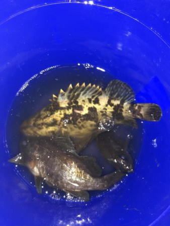 メバリング楽しい