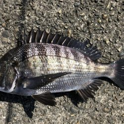 イチノ兄弟、釣果!