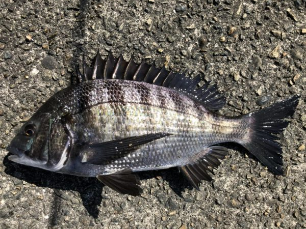 イチノ兄弟、釣果!