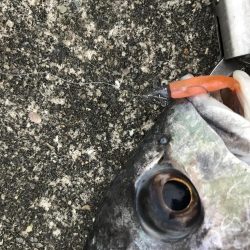 2月25日流れに逆らい連発