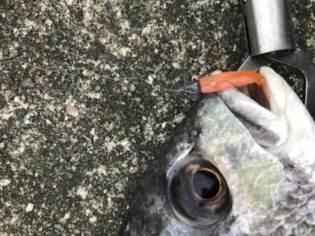 2月25日流れに逆らい連発