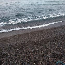 また、メジロが釣れました!!