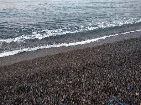 また、メジロが釣れました!!