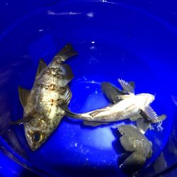 久しぶりのメバリング