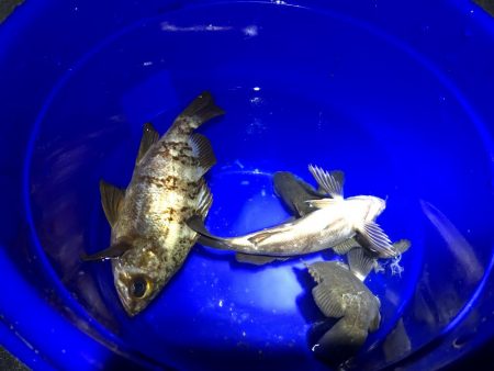 久しぶりのメバリング