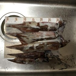 ヤリイカエギング