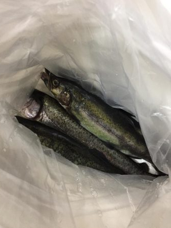 ニジマス釣り