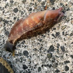 大潮は釣れますね！