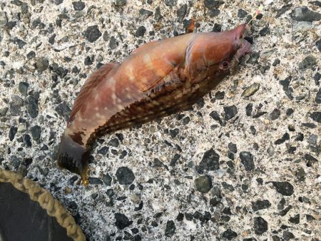 大潮は釣れますね！