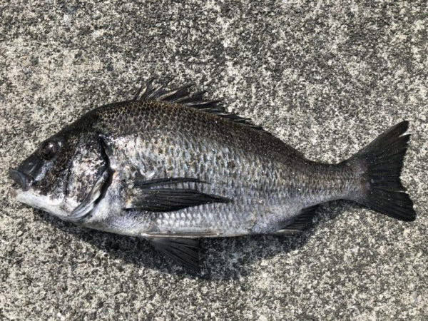 イチノ兄弟、釣果！