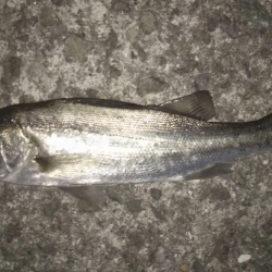 メバリングに思わぬゲスト