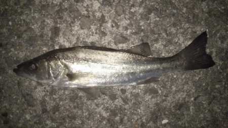 メバリングに思わぬゲスト