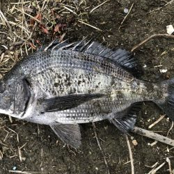 イチノ兄弟、釣果！