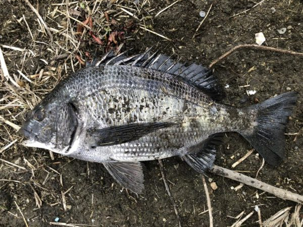 イチノ兄弟、釣果！