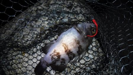 メバリング　渋かった