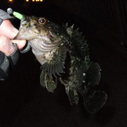 ガッシー君、高活性！