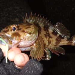 プラッギングのみで