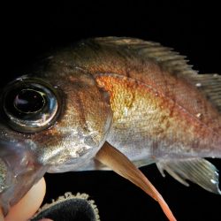 今夜も荒れてます