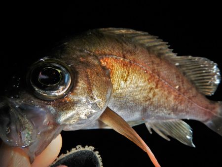 今夜も荒れてます