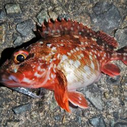 本日も荒れてます