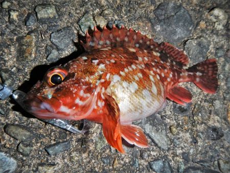 本日も荒れてます