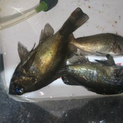 少しだけメバリング