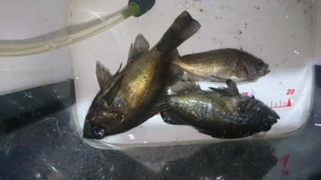 少しだけメバリング