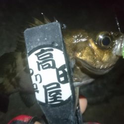 姫路でメバリング！！