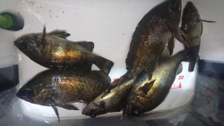 ボトム攻め！！