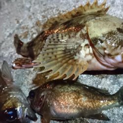 メバル狙い！！