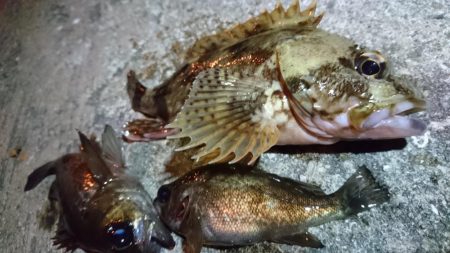 メバル狙い！！