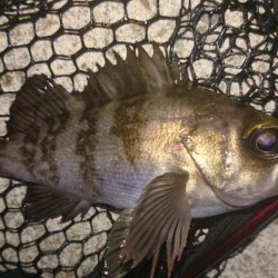 久々のメバリング