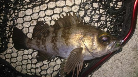 久々のメバリング