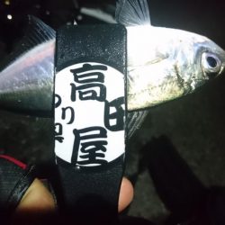 バレンタインアジ