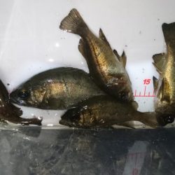 姫路メバリング