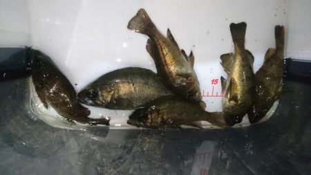 姫路メバリング