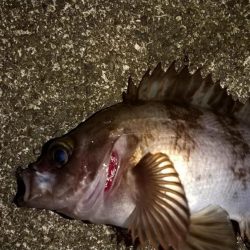 メバリングで入れ食い